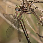 Cyrano Darner