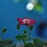 Lessar mallow, Scarlet rose mallow hibiscus flower