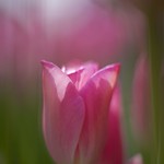 Tulip #2