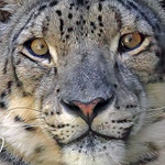 SNOW-LEOPARD-HEAD-SHOT