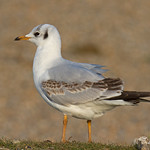 BLACK-HEADED GULL 1st Winter
