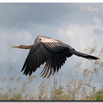 Anhinga (Female)