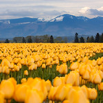 Skagit Tulips