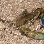 Crab