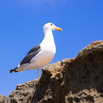 Seagull
