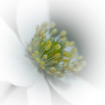 White Hepatica