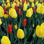 Tulips