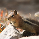Cascade Golden-mantled Ground Squirrel