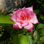 Blooming Rose