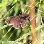 Ringlet