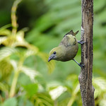 Palm Tanager, Trinidad