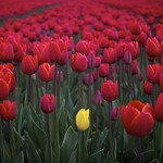 One different tulip