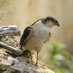 Male Sparrowhawk