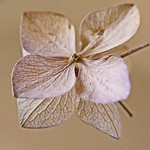 Mirrored hydrangea blossom