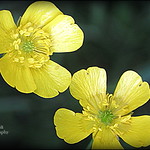 Buttercups.