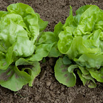 Lettuce Mini Heads