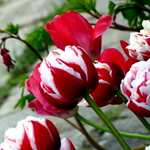 Sonntagsgru&szlig; aus Garten