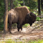 Wood Bison 20120718_4404