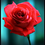 Red Rose !!