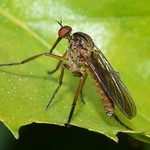 Fly: Dance Fly (Empis livida) Male 1