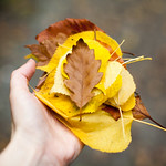 Autumn is a second spring where every leaf is a flower..... 37/52