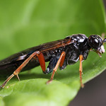 Sawfly ? #3