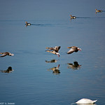 ... more geese XXIII