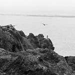 Seagull Fly By - Pentax 6x7 - Super-Multi-Coated Takumar 6x7 300mm F/4 - TMAX 400