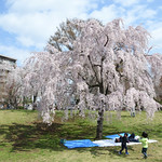 under the cherry blossom tree
