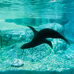 American Trail at the Smithsonian's National Zoo