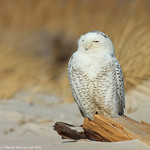 A white owl