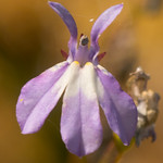 Kalm's Lobelia (Lobelia kalmii)