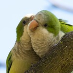 Wild Monk Parrots of Edgewater NJ - 10