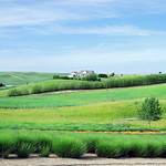 Walla Walla country side