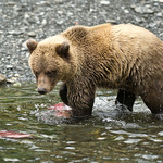 So Many To Choose From ...