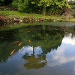 Little Pond @ Chartwell