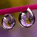 Purple daisy water drops refraction.