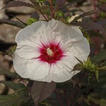 Hibiscus study-7