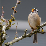 White-crowned Sparrow- Big things come in small packages