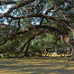 Live Oak Trees