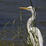 Kotuku - white heron - Egretta alba modesta