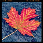 Fall Leaf