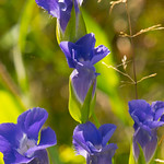 Lesser Fringed Gentian (Gentianopsis procera)