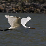 Kotuku - white heron - Egretta alba modesta