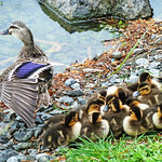 The Protective Mother