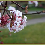 --- Flowering Tree in November ---