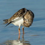 Ruddy Turnstone