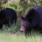 Don't Mess with Mama