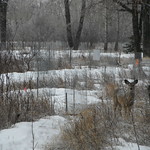 Bow River Valley YYC