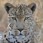 Leopard head shot